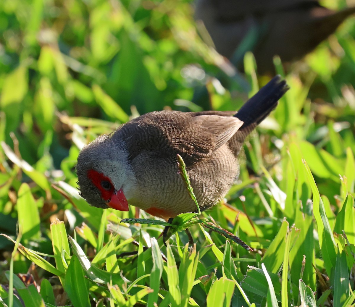 Common Waxbill - Jeff Shenot