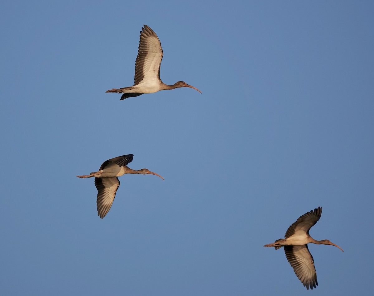 White Ibis - ML624059494