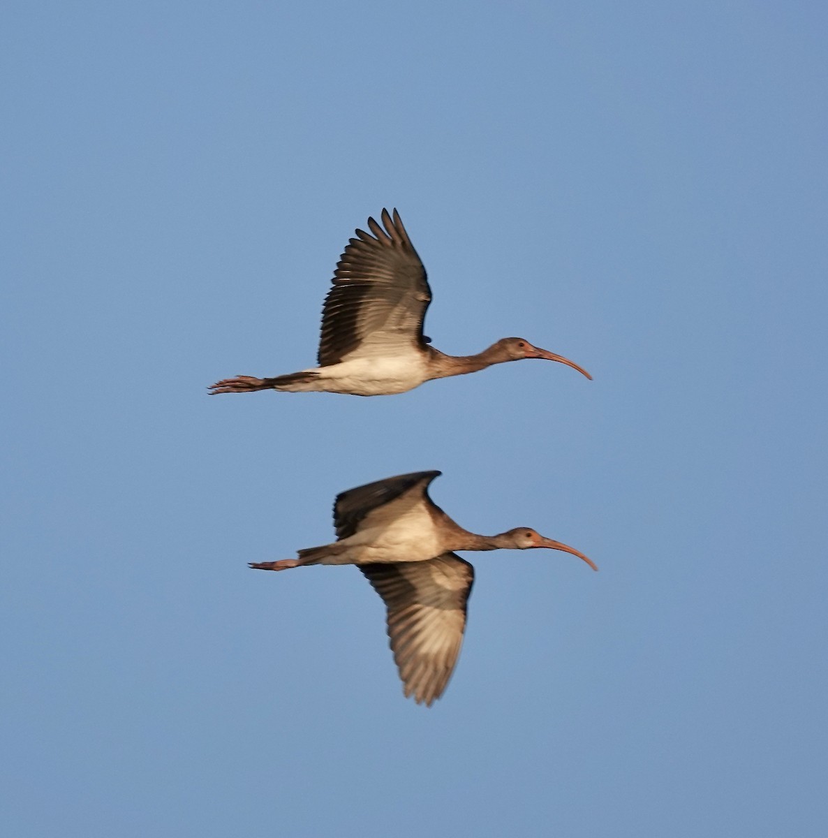 White Ibis - ML624059495