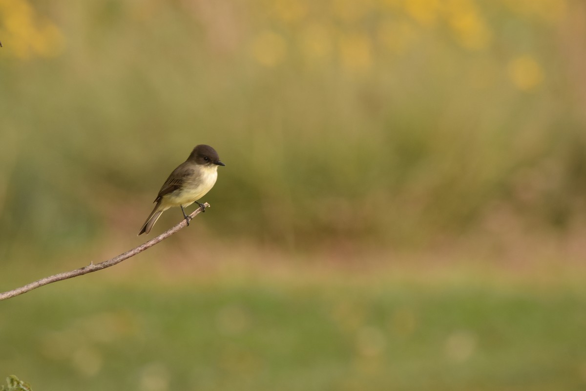 Eastern Phoebe - ML624059496