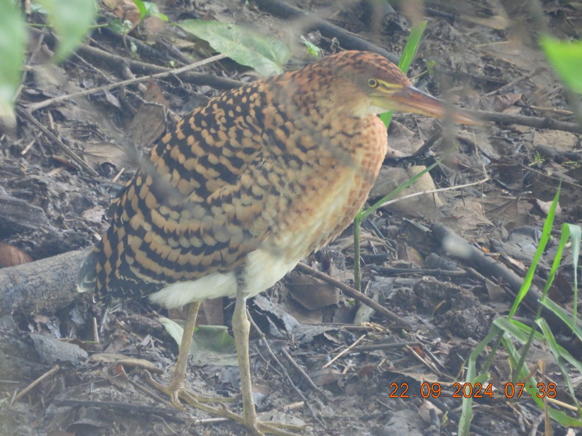 Rufescent Tiger-Heron - Cesar Lopez Bustamante