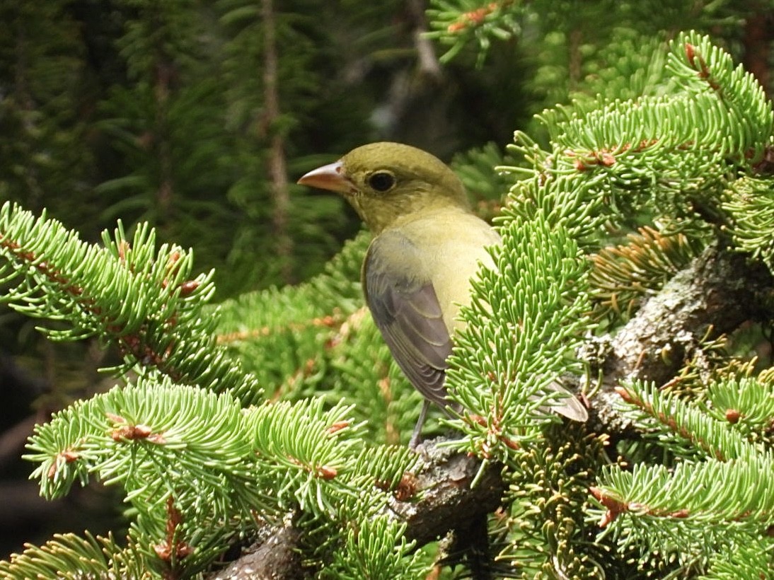 Scarlet Tanager - ML624059502