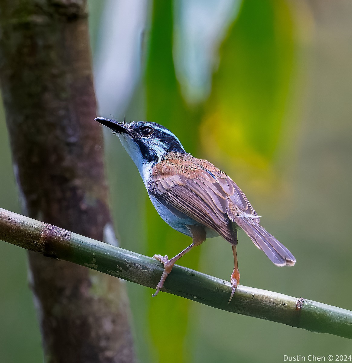 Campbell's Fairywren - ML624059509