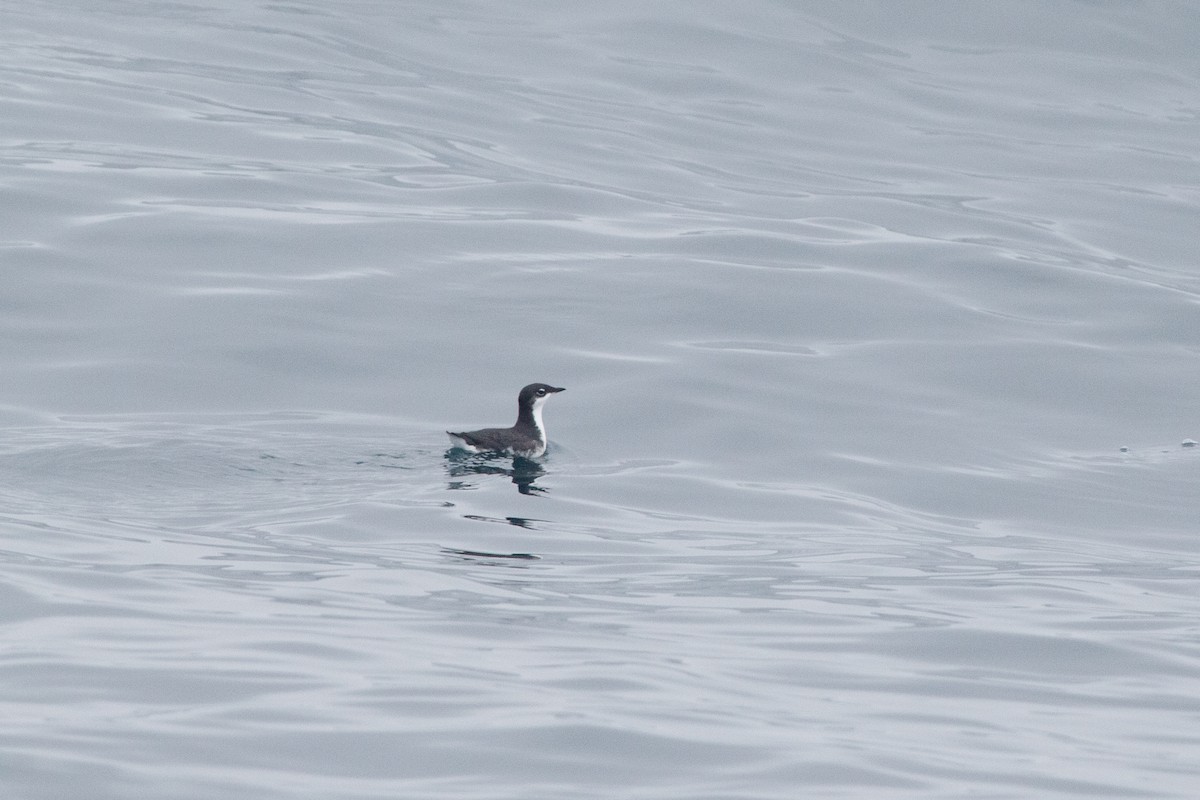 Scripps's Murrelet - ML624059511