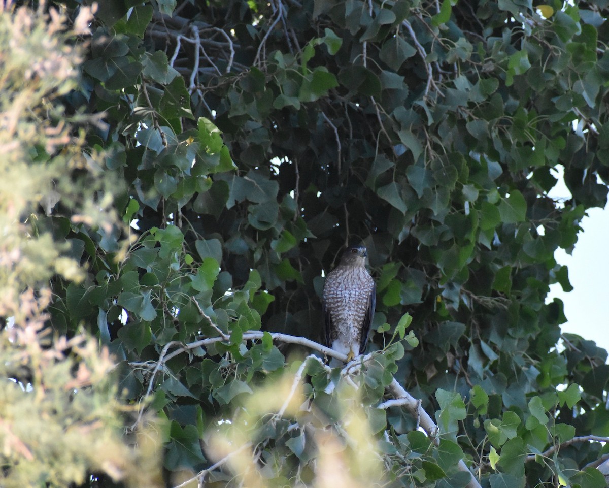 Cooper's Hawk - ML624059514