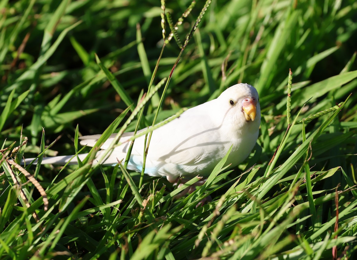 Budgerigar (Domestic type) - ML624059515