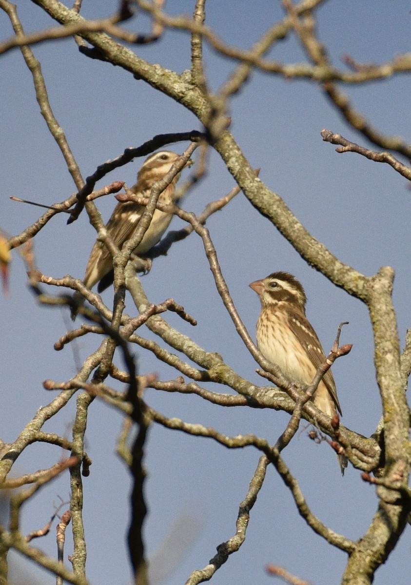 Rose-breasted Grosbeak - ML624059521