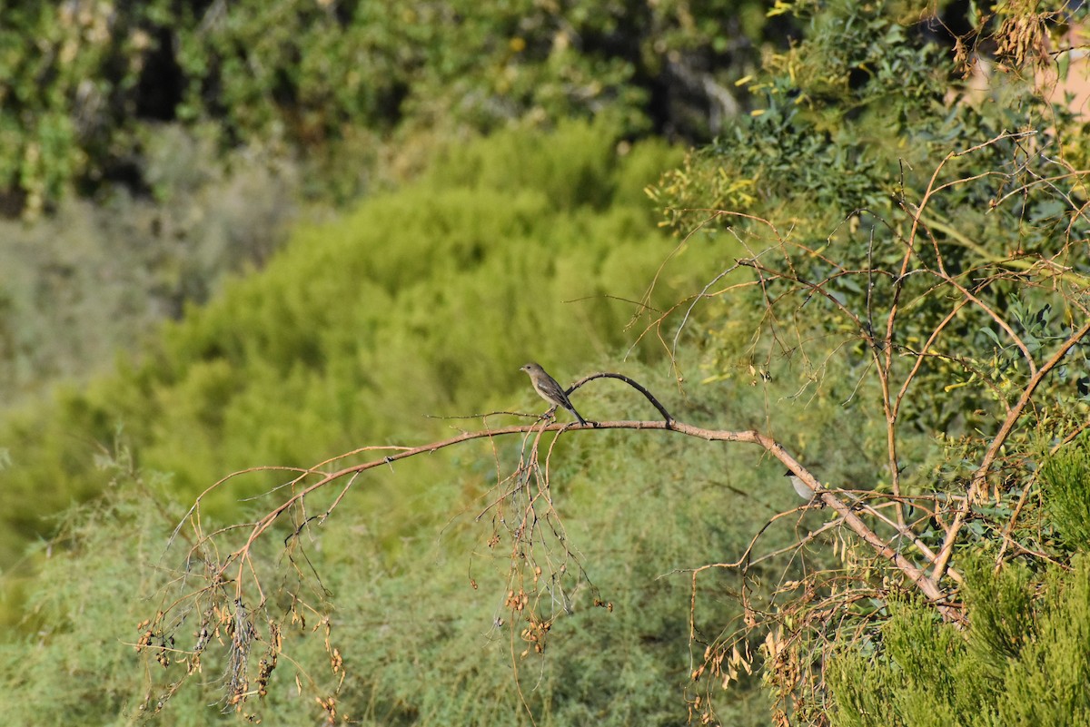 Lazuli Bunting - ML624059528