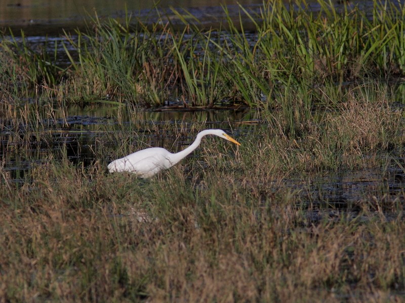 Great Egret - Alain Deschamps