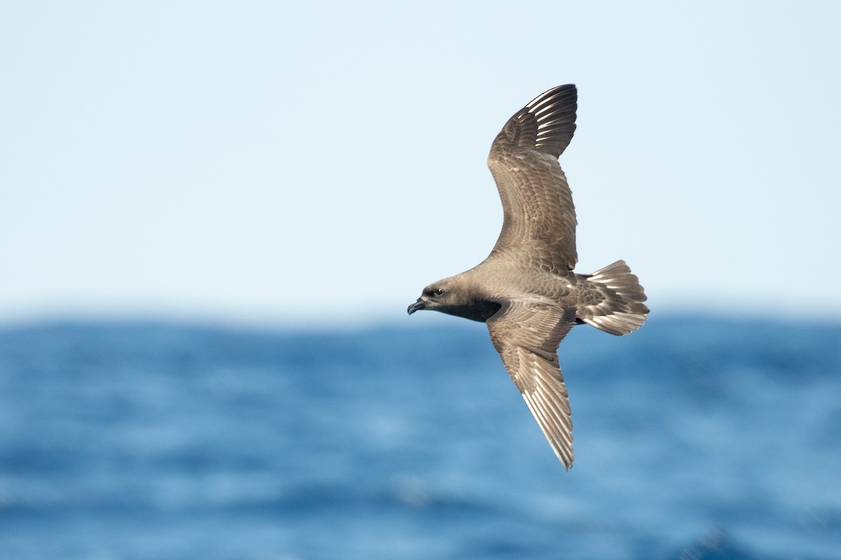 Kermadec Petrel - ML624059535