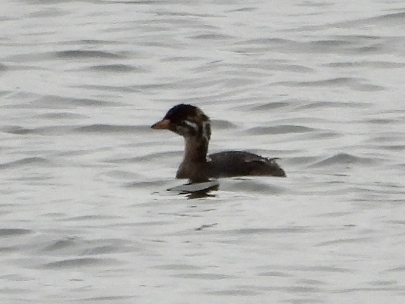 Pied-billed Grebe - ML624059550