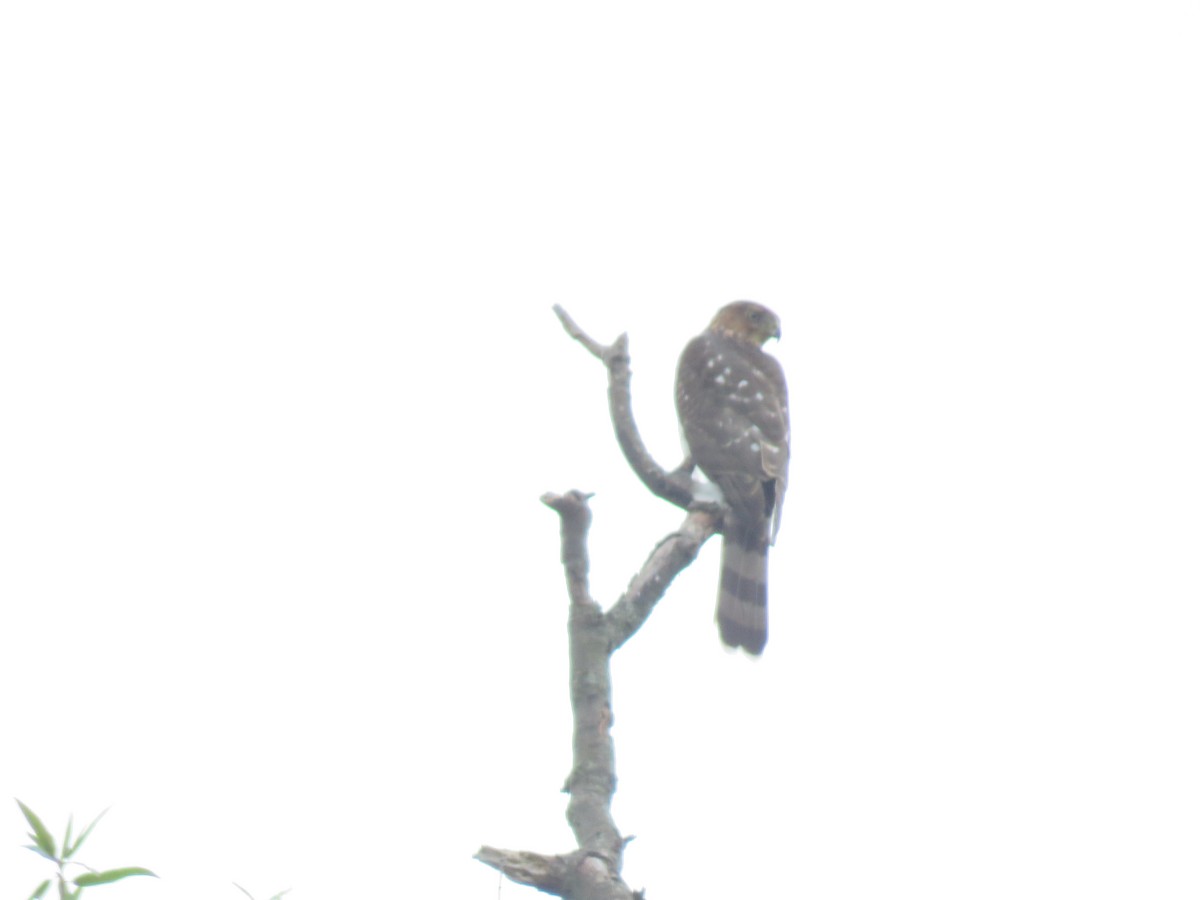 Northern Harrier - ML624059551