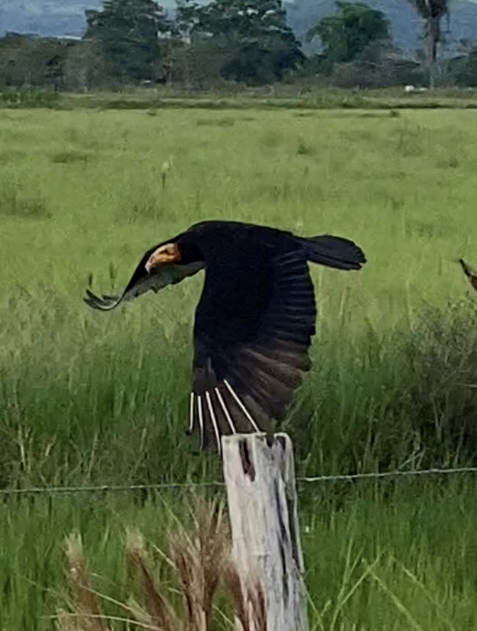 Lesser Yellow-headed Vulture - Bettsi Carolina Quintero