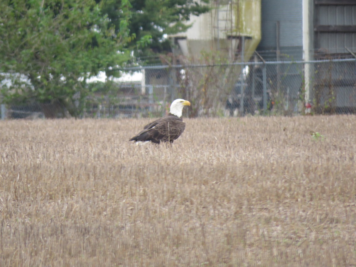 Bald Eagle - ML624059561