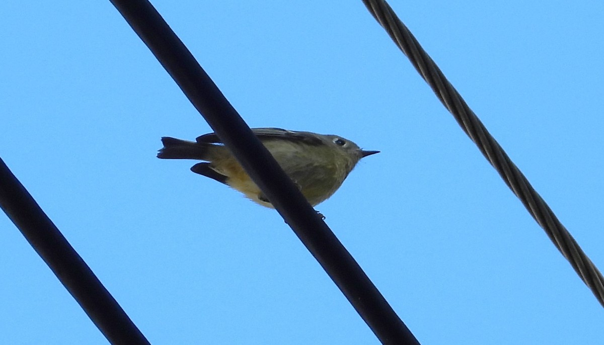 Ruby-crowned Kinglet - ML624059572