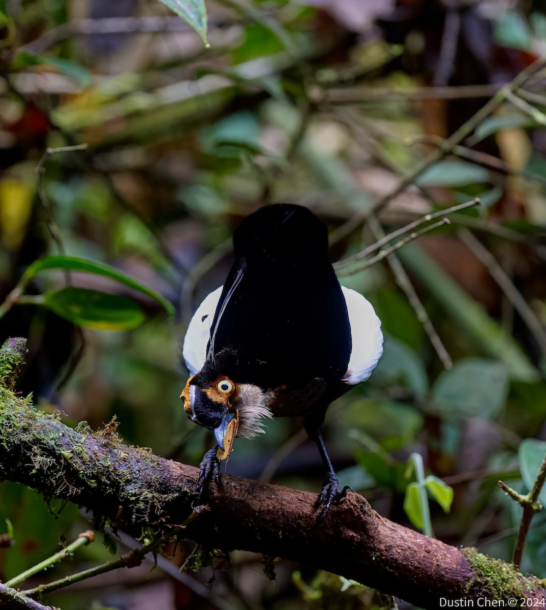 Carola's Parotia - ML624059576