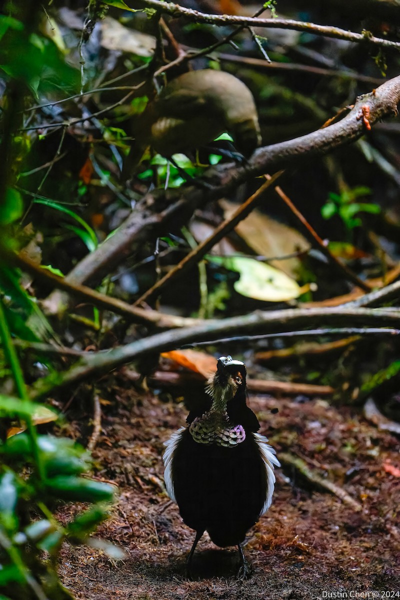 Carola's Parotia - ML624059578
