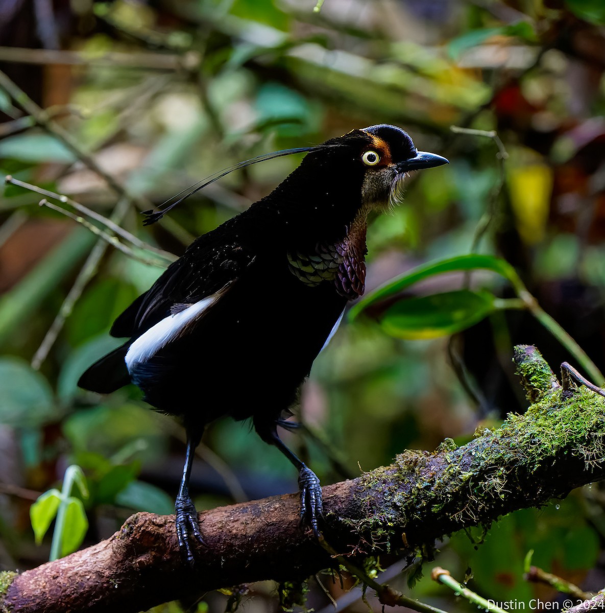 Carola's Parotia - ML624059579