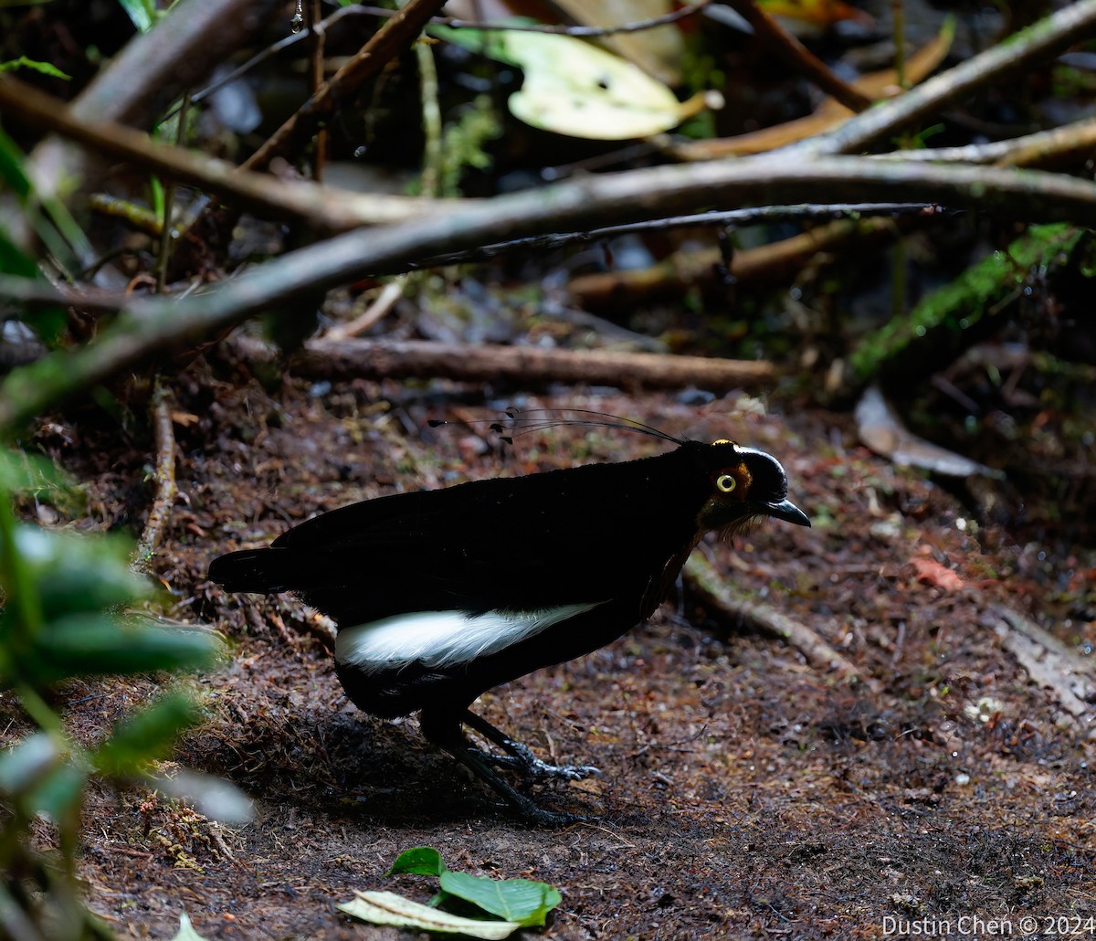 Carola's Parotia - ML624059580