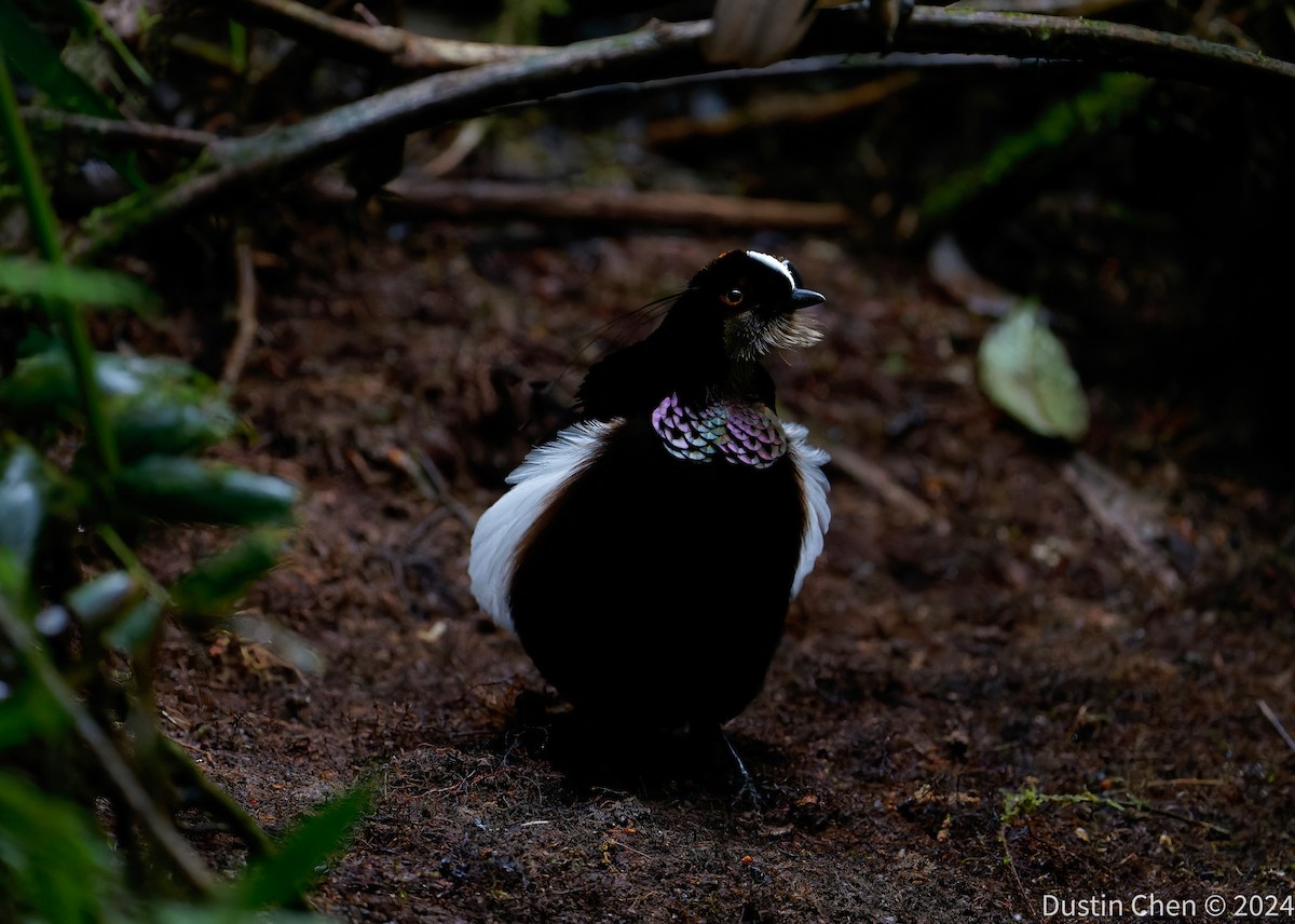 Carola's Parotia - Dustin Chen