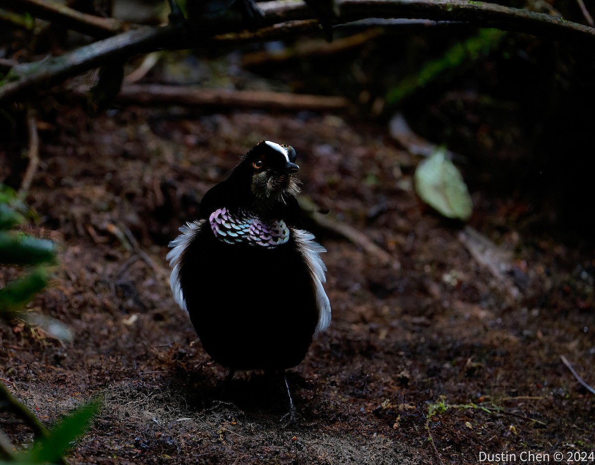 Carola's Parotia - ML624059582
