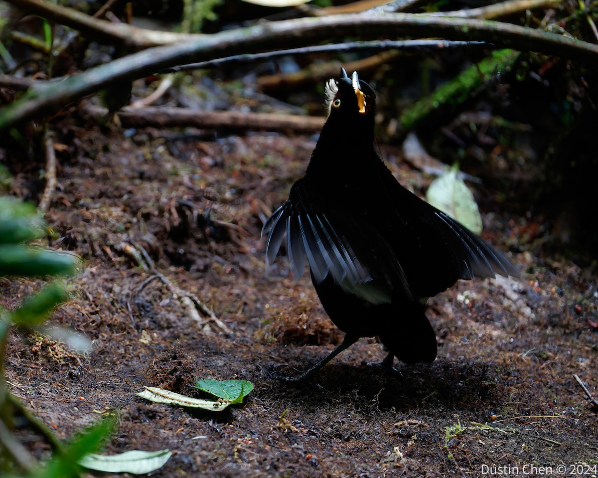 Carola's Parotia - ML624059583
