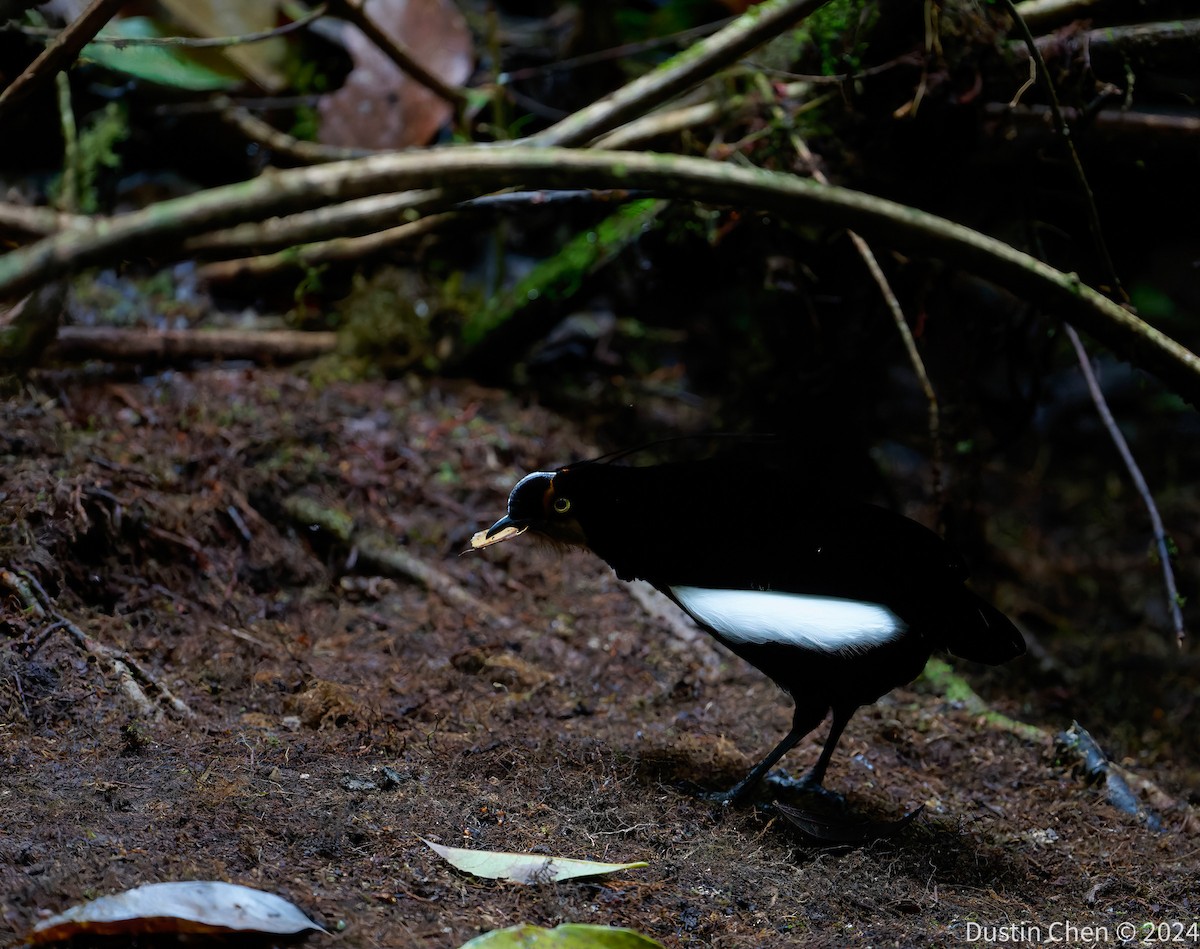 Carola's Parotia - ML624059585