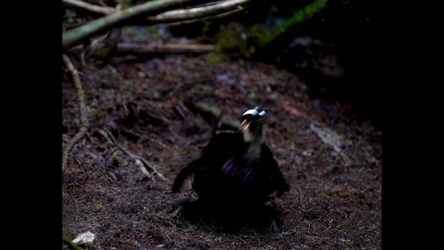 Carola's Parotia - ML624059586