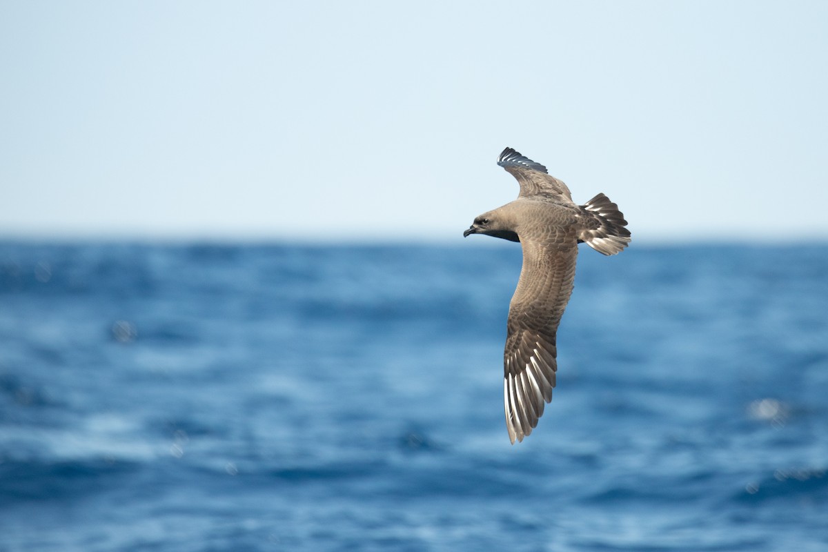 Kermadec Petrel - ML624059613