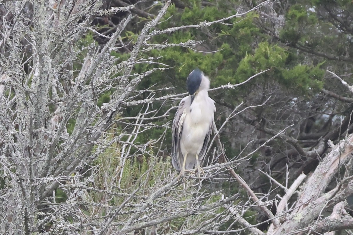 Black-crowned Night Heron - Gil Ewing