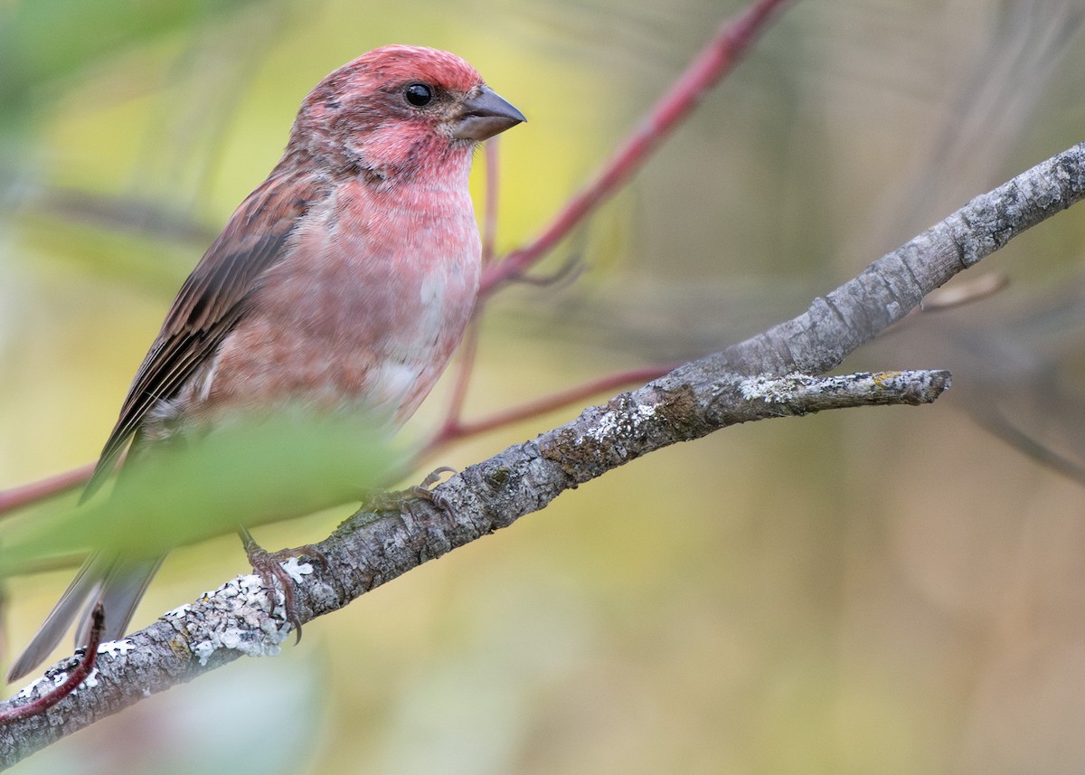 Purple Finch (Eastern) - ML624059649