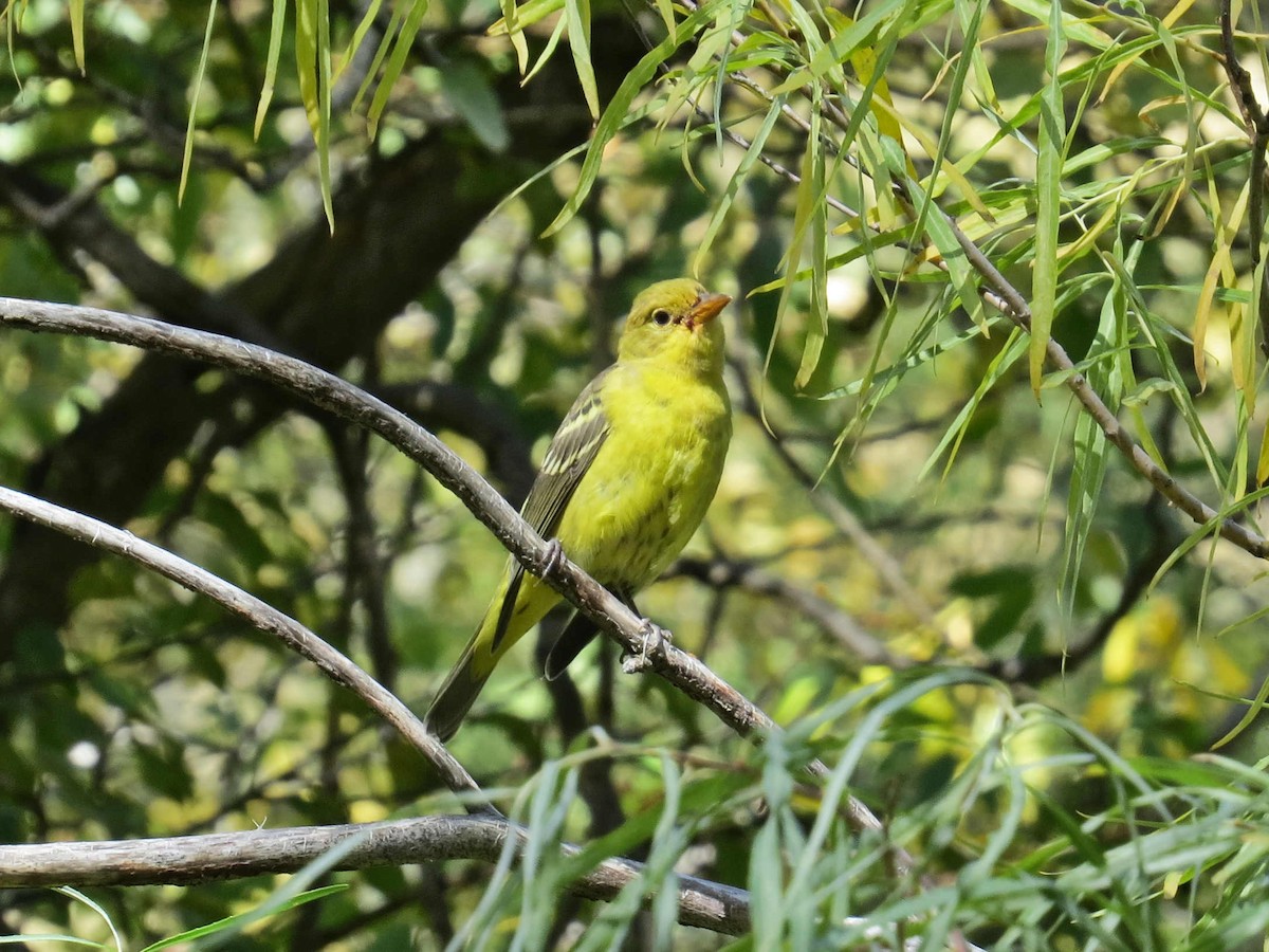 Western Tanager - ML624059656