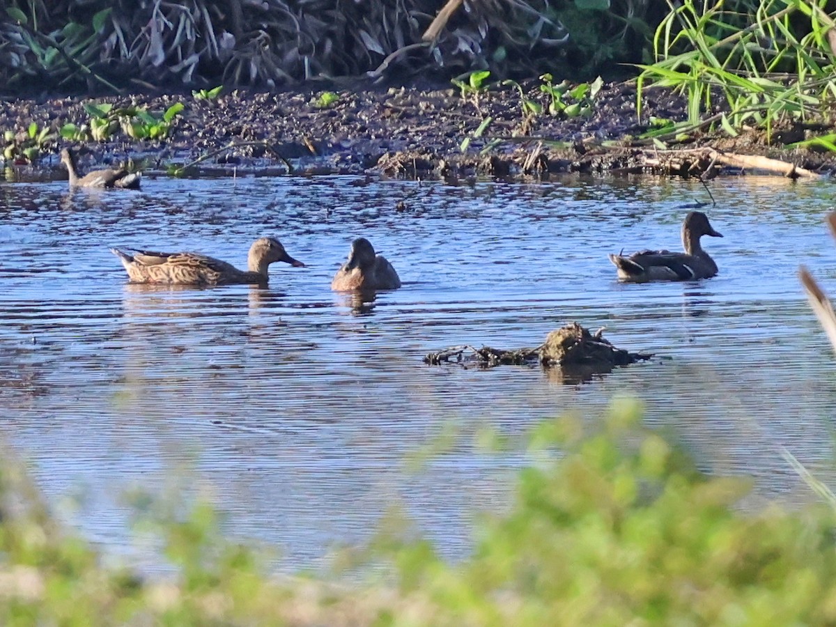 Mallard x Hawaiian Duck (hybrid) - ML624059660