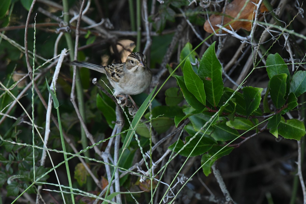 Clay-colored Sparrow - ML624059662