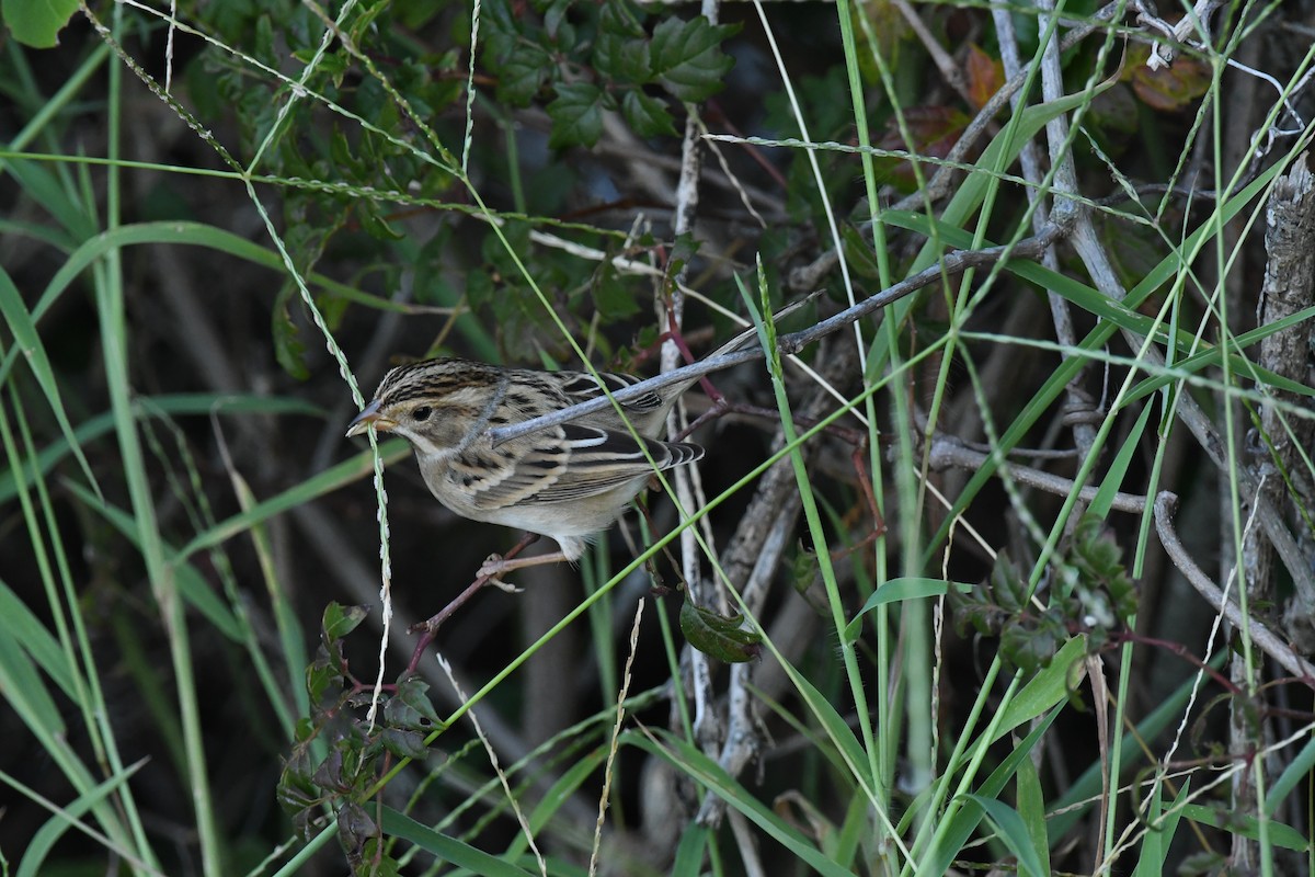 Clay-colored Sparrow - Abigail Duvall