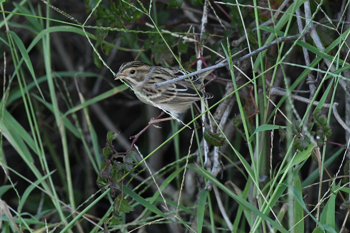 Clay-colored Sparrow - ML624059664