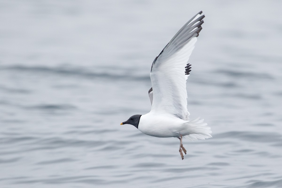 Sabine's Gull - ML624059665