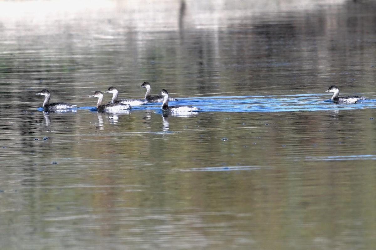 Eared Grebe - ML624059667