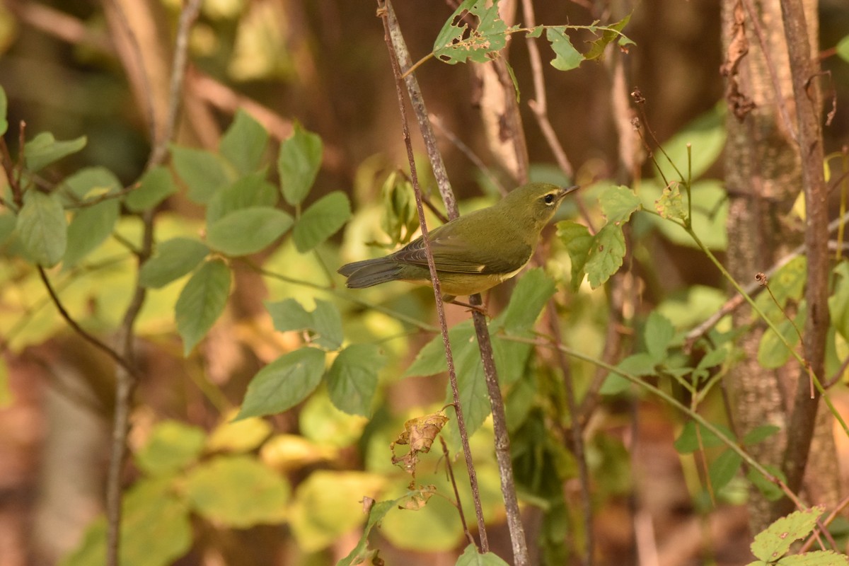 Black-throated Blue Warbler - ML624059671