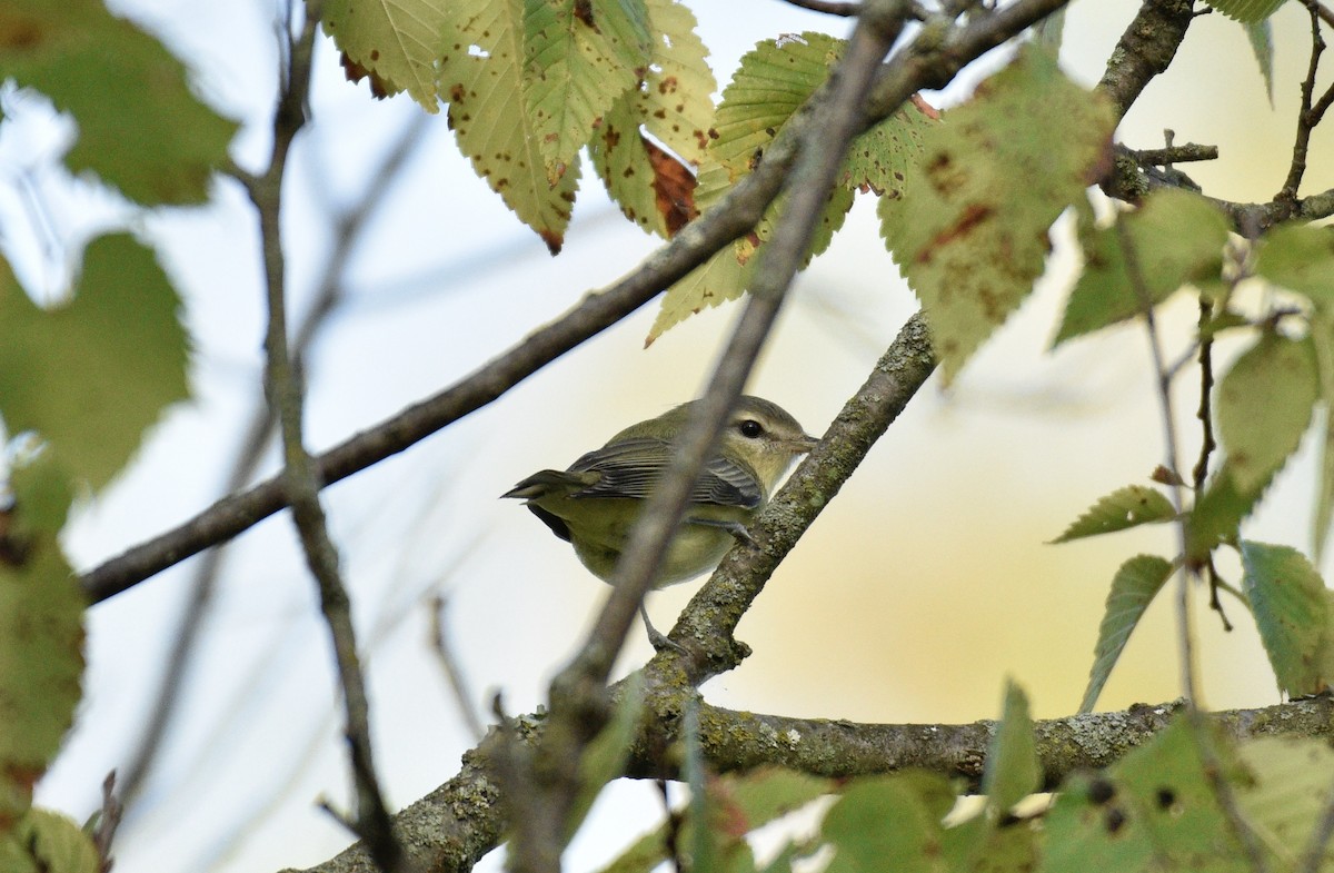 Philadelphia Vireo - ML624059683