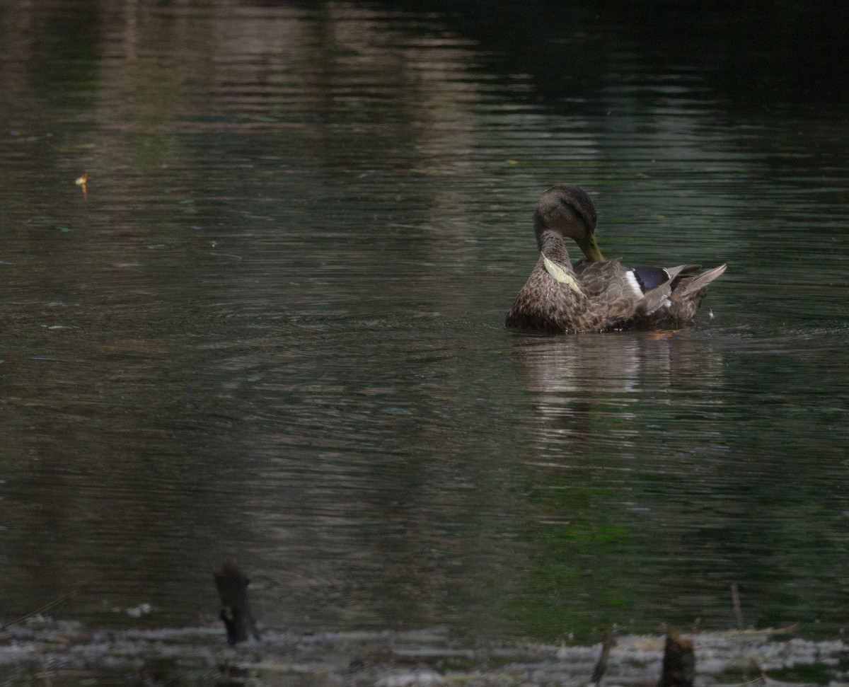 Mexican Duck - Arturo Duarte Murillo