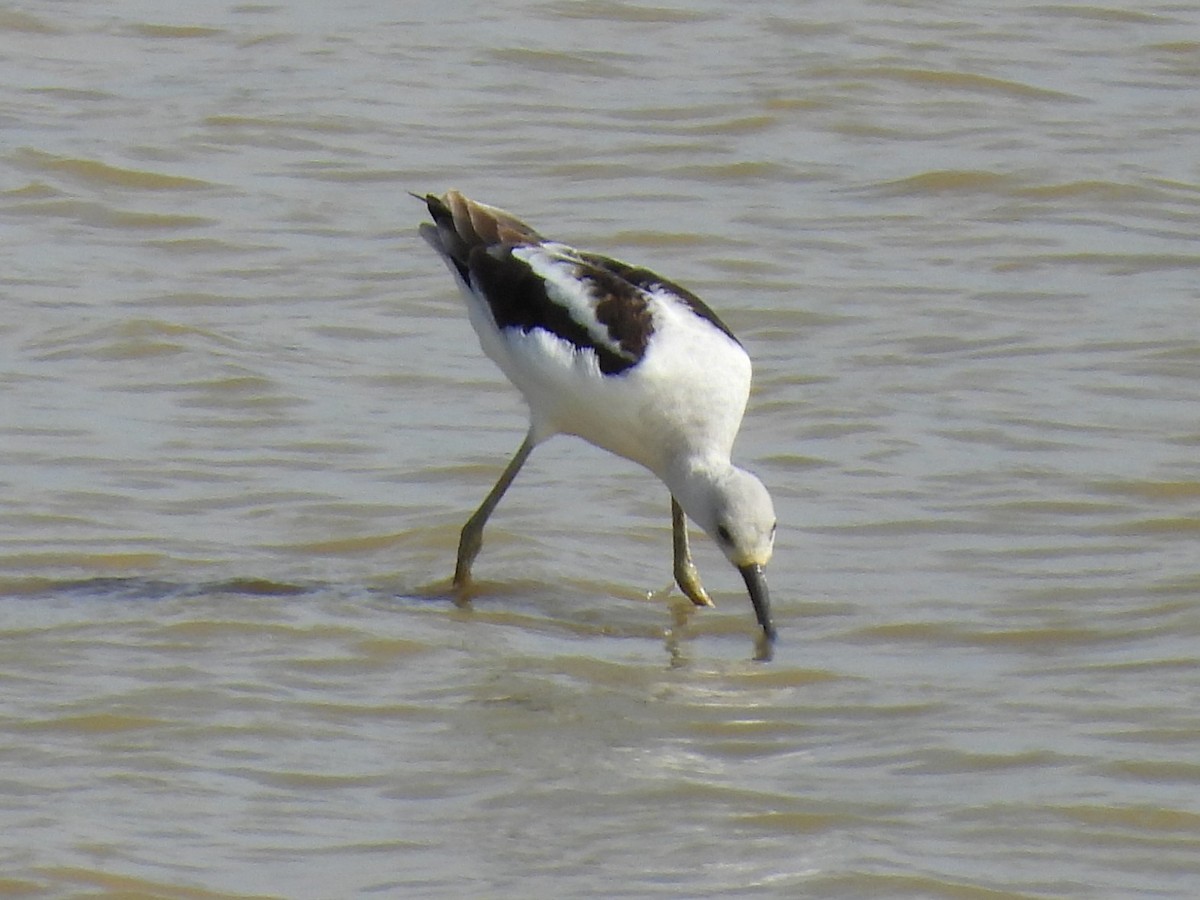 American Avocet - ML624059690