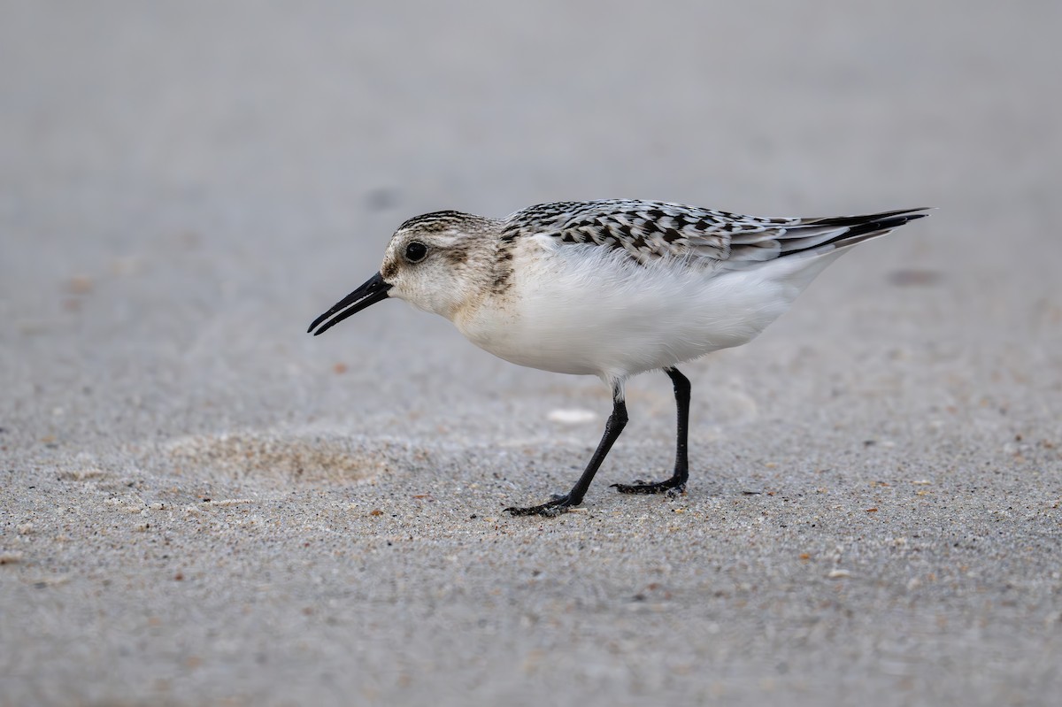 Sanderling - ML624059692