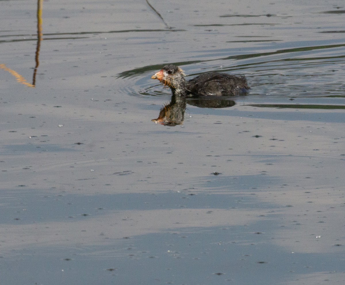 American Coot - ML624059704