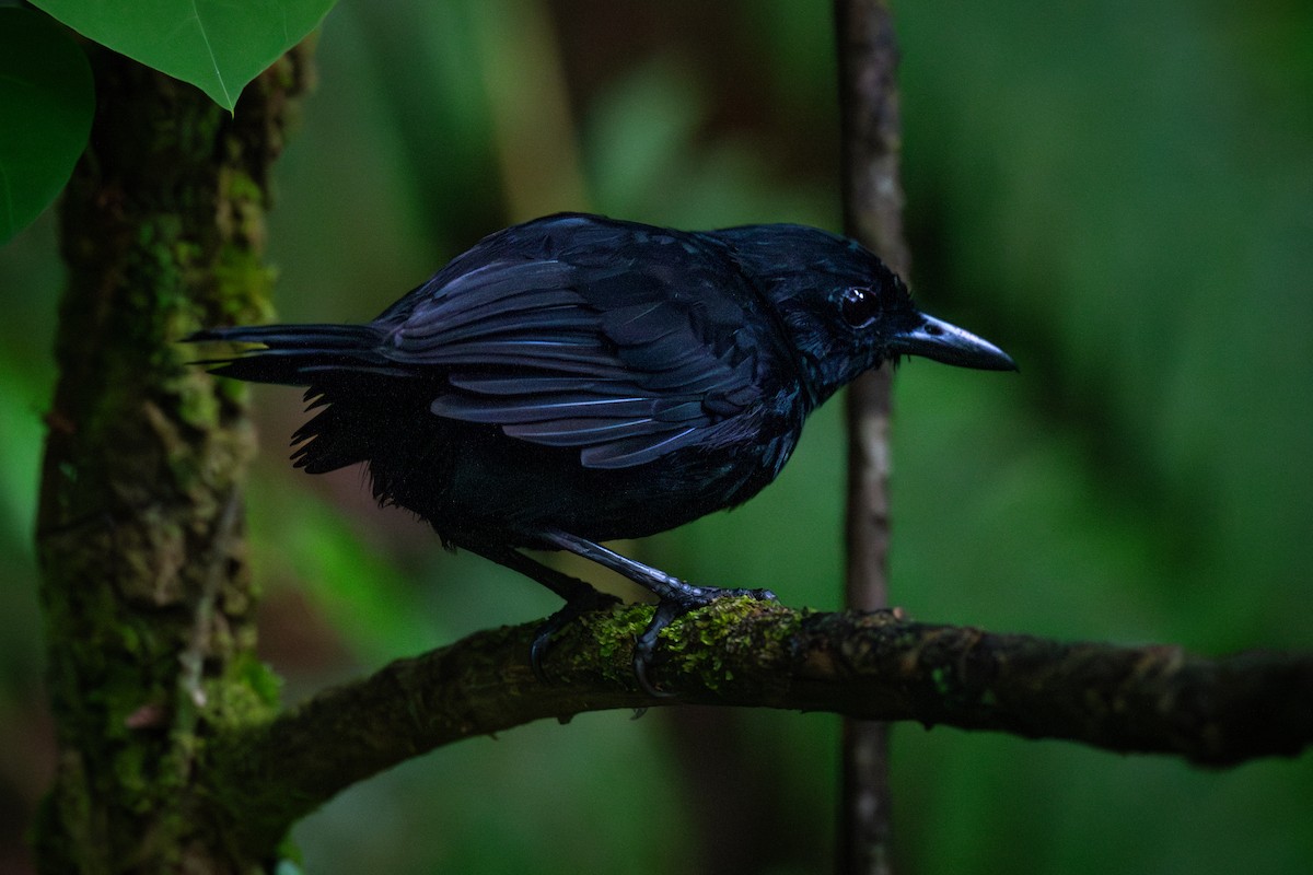 Stub-tailed Antbird - ML624059708