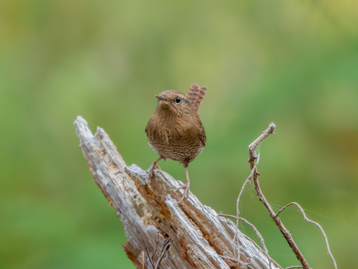 Pacific Wren - ML624059718