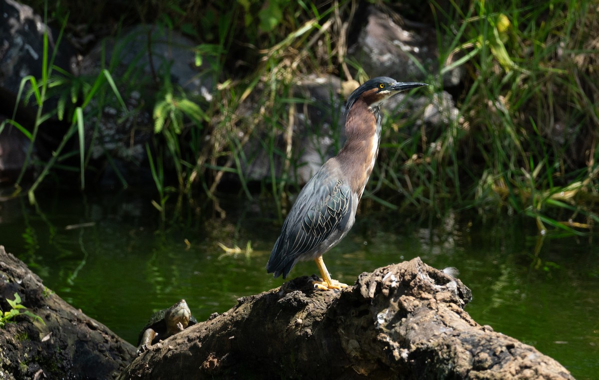 Green Heron - ML624059724