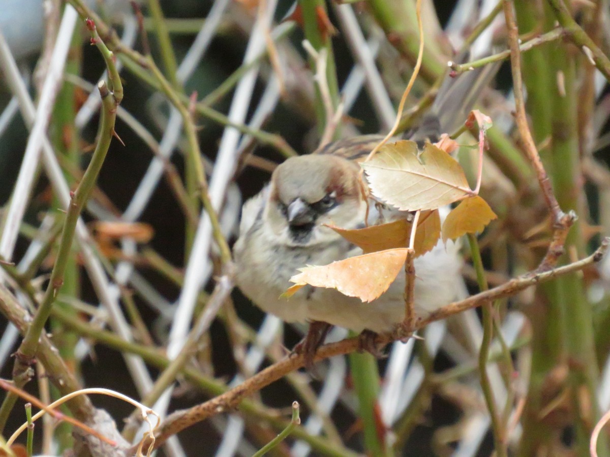 House Sparrow - ML624059734