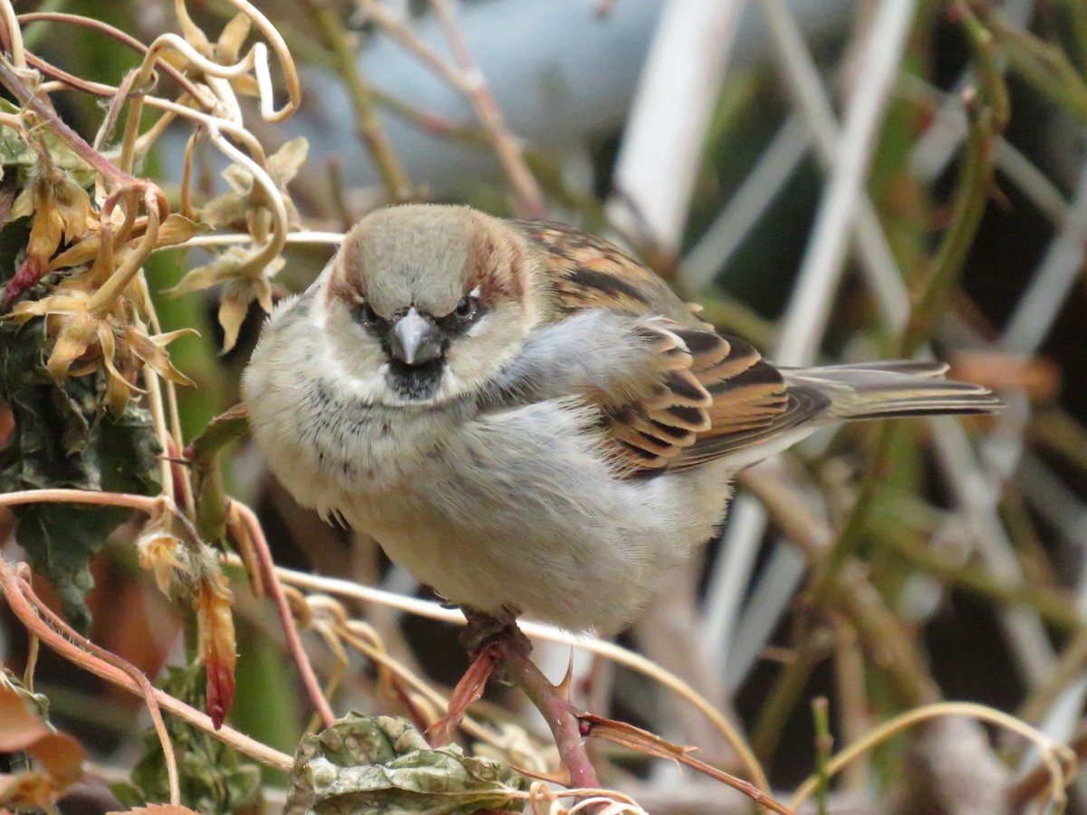 House Sparrow - Parker S