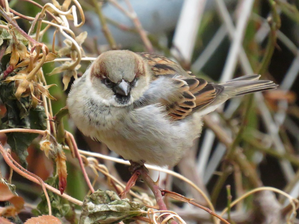 House Sparrow - ML624059750